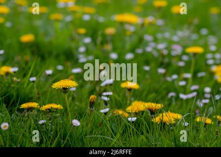 Meadow in spring with yellow dandelions and white daisies Stock Photo