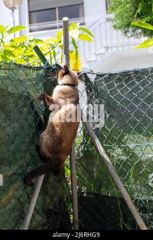 Domestic siamese cat escaping owners propriety, cat climbing fence to escape owners. Cat promenades. Stock Photo