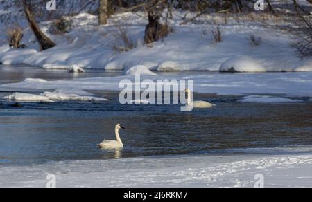 Trumpeter swans in northern Wisconsin. Stock Photo