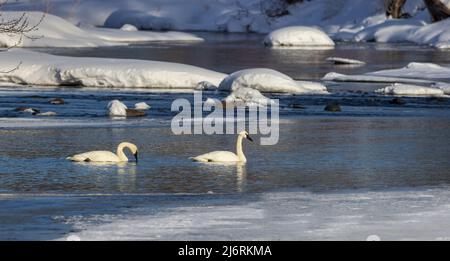 Trumpeter swans in northern Wisconsin. Stock Photo