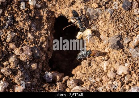 Jack Jumper ants at nest Stock Photo