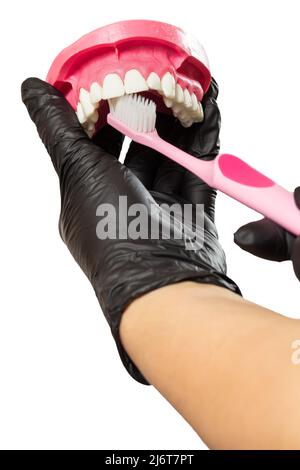 Close-up view of a dentist's hand with a human jaw layout and a toothbrush on the white isolated background. Stock Photo