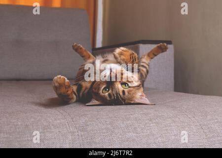 Bengal cat lying on sofa and smiling. Stock Photo