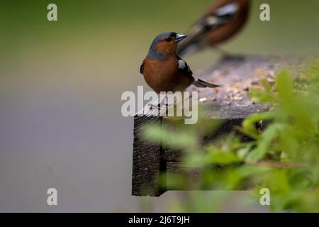 Chaffinches feeding on Bird table Stock Photo