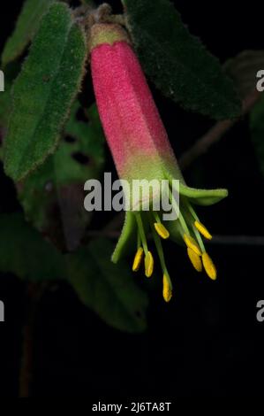 Correa (Correa Reflexa) flowers are one of the few to flower in Winter in Southern Australia, with some red flowers and some green, but same species. Stock Photo