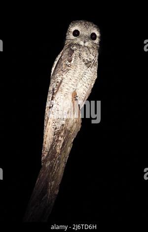 Common Potoo, Nyctibius griseus, nocturnal tropic bird in flight with open wings, night action scene, animal in the dark nature habitat, Pantanal, Bra Stock Photo