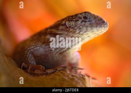 Northern Curly-tailed Lizard, Leiocephalus carinatus, detail eye portrait of exotic animal with orange clear background, this species is found on Cuba Stock Photo