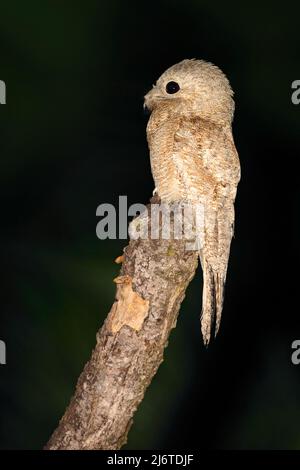 Common Potoo, Nyctibius griseus, nocturnal tropic bird in flight with open wings, night action scene, animal in the dark nature habitat, Pantanal, Bra Stock Photo