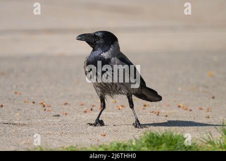 A carrion crow (Corvus corone) picking up food lying on the street on a sunny day in spring Stock Photo