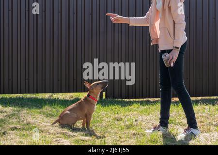 Teen age girl training her miniature bull terrier dog outdoors. puppy during obedience training outdoors, dog training school Stock Photo
