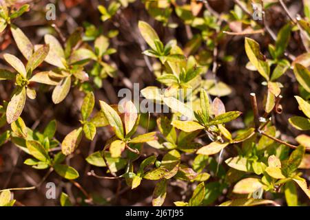 Leaves with rust of Enkianthus perulatus known in Japan as doudan tsutsuji is a species of flowering plant in the family Ericaceae, native to Japan. Stock Photo