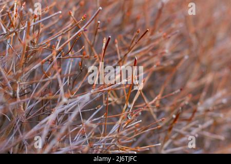 Dry twigs of Enkianthus perulatus known in Japan as doudan tsutsuji is a species of flowering plant in the family Ericaceae, native to Japan. Stock Photo