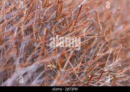 Dry twigs of Enkianthus perulatus known in Japan as doudan tsutsuji is a species of flowering plant in the family Ericaceae, native to Japan. Stock Photo