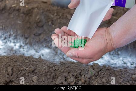 Young peasant woman planting seeds of carrots, radishes and beets in a warm black earth. Warm spring sunny day is good time for planting. Social assis Stock Photo