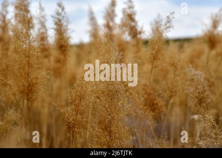 Dry golden reeds on the river bank Stock Photo