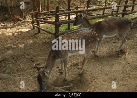 Two deers in park in autumn day Stock Photo