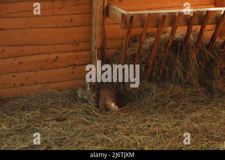 Roe lying on straw in autumn day Stock Photo