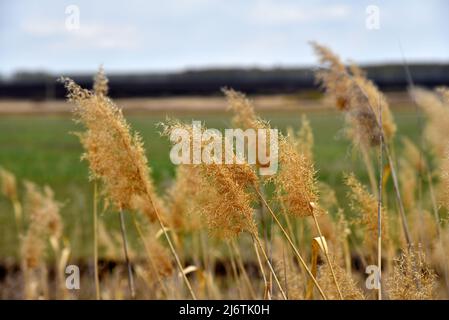Dry golden reeds on the river bank Stock Photo