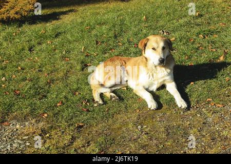 Dog lying on grass in sunny autumn day Stock Photo