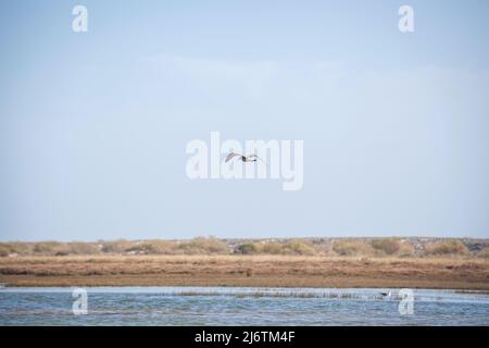 seagull flying across a river in the Ria Farmosa Natue reserve near Tavira in Portugal at the Algarve Stock Photo