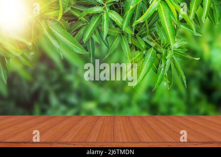 A empty wooden table in front of the mango tree with sunlight. Stock Photo