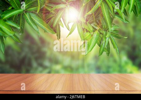 A empty wooden table in front of the mango tree with sunlight. Stock Photo