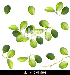 A green lemon leaf isolated on white background. Stock Photo