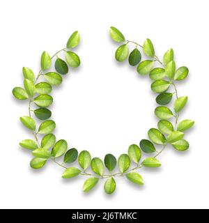 A green wreath with leaves on white background. Lemon leaves branches. top view, copy space. Stock Photo