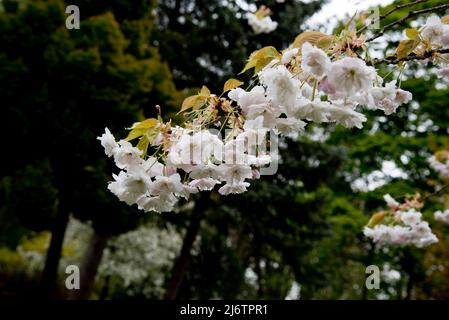 Japanese flowering cherry, Prunus Shogetsu, also known asPrunus Shimidsu, The Blushing Bride Stock Photo