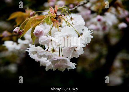 Japanese flowering cherry, Prunus Shogetsu, also known asPrunus Shimidsu, The Blushing Bride Stock Photo