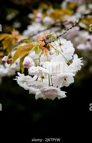 Japanese flowering cherry, Prunus Shogetsu, also known asPrunus Shimidsu, The Blushing Bride Stock Photo