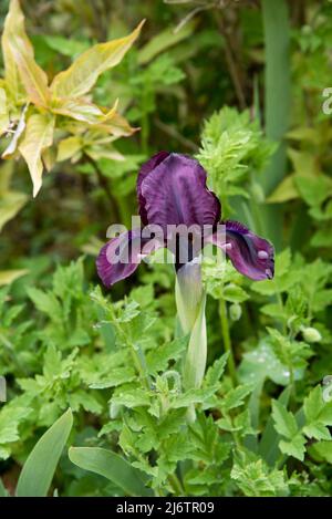Iris pumila "Cherry garden" is a dwarf bearded iris Stock Photo