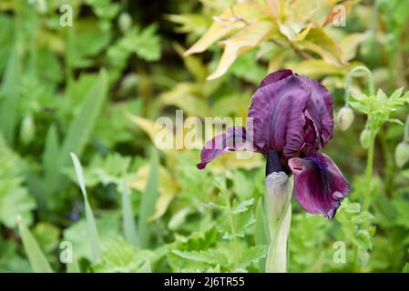 Iris pumila "Cherry garden" is a dwarf bearded iris Stock Photo
