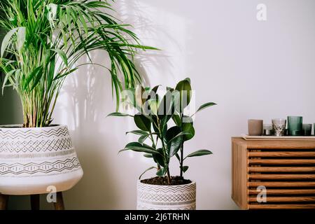 Stylish modern floral home decor in minimal style on the white wall background. Biophilia, green home design. Areca palm and ficus rubber plants in au Stock Photo