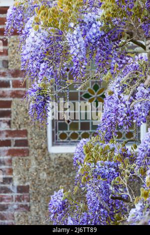 Wisteria sinensis in flower against a background of a stained glass window. Stock Photo