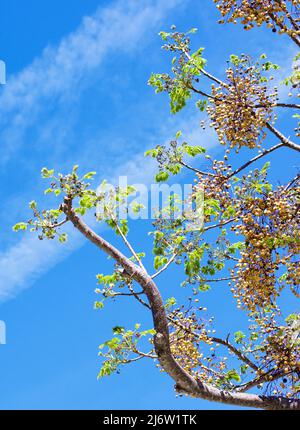 Melia Azedarach Tree with Withered Inflorescences and Ripe Fruits against Blue Sky in Sunny Day Outdoors Stock Photo