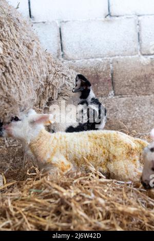 Mule ewe cleaning a newborn lamb, born in a shed on a straw covered floor. North Yorkshire, UK. Stock Photo