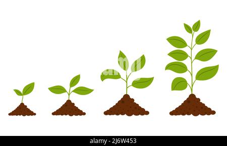 Gradual growth of the plant. The scheme from the sprout to the adult plant. A simple deciduous plant. Botanical vector illustration, isolated on a whi Stock Vector
