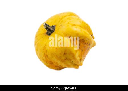 Ugly organic pumpkin isolated on white background. Thanksgiving, halloween concept. Stock Photo