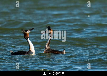 two crested grebes courtship in the water in spring