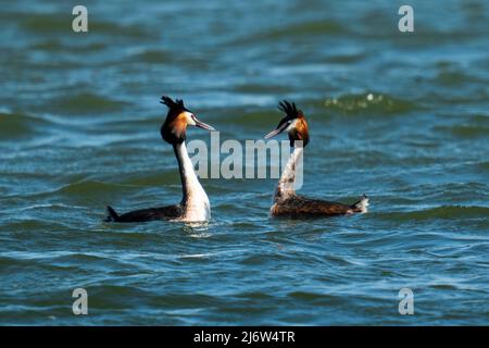 two crested grebes courtship in the water in spring
