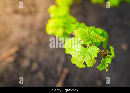 Juicy saturated green leaves of currant bush close-up Stock Photo