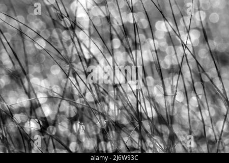 Blades of grass, closeup Stock Photo