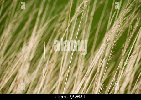 Blades of grass, closeup Stock Photo