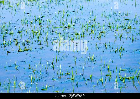 flooded grass Stock Photo
