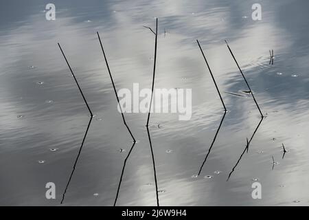 flooded grass Stock Photo