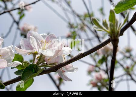 Apple blossom turned towards the sun. A branch of an apple tree in flowers in the sun. Stock Photo