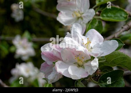 Big apple blossoms in close-up. Postcard from the apple orchard. Stock Photo