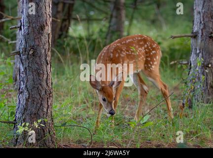 White-tailed deer fawn walking in the forest in Canada Stock Photo