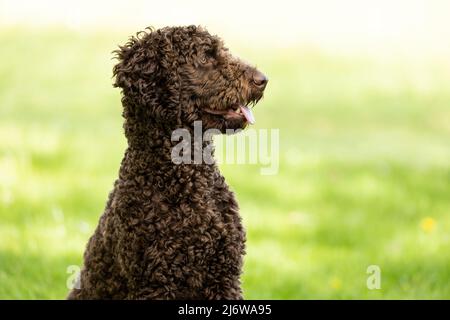 young poodle puppy sitting in a upright position on the grass of his local park Stock Photo